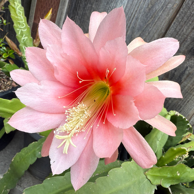 Agatha Epiphyllum live cutting