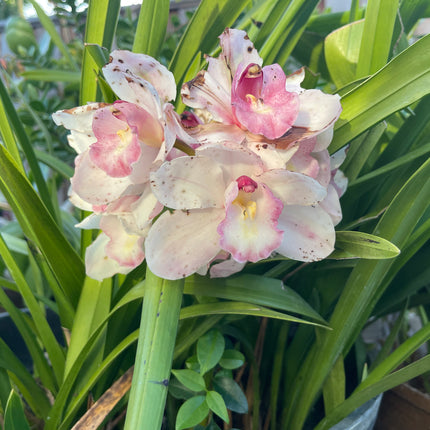 Cymbidium Barrita Sanguine “Pale Pink” live plant