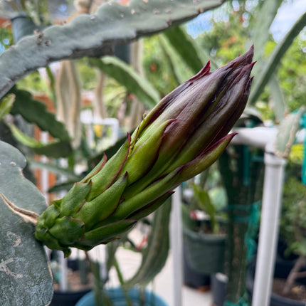 Asunta 6 Dragon Fruit (Official Asunta 6)