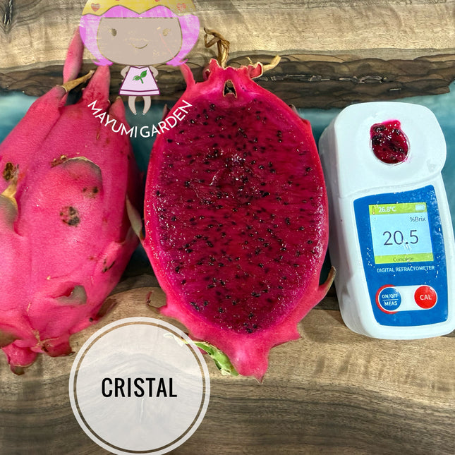 Ocamponis cristal
