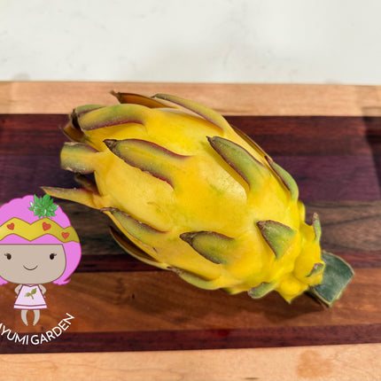 Albino Ocamponis Dragon Fruit Live cutting (12") and rooted plant