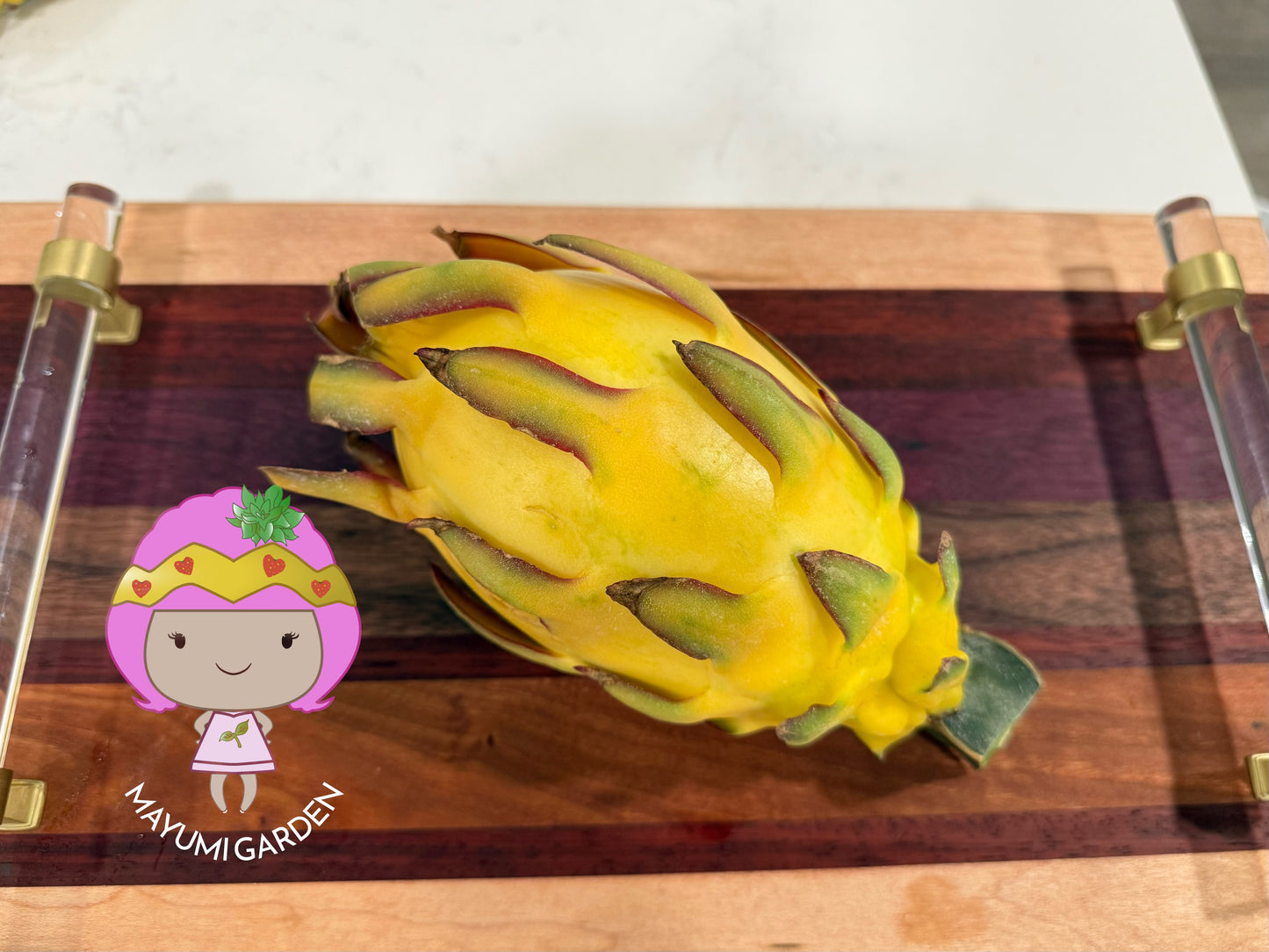 Albino Ocamponis Dragon Fruit Live cutting (12") and rooted plant
