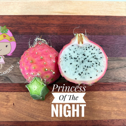 Princess of the Night cactus live cuttings (12”)