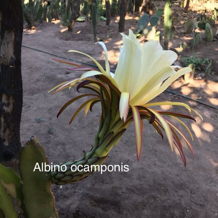 Ocamponis Grilla, Albino, Red and Purple cuttings and rooted plants