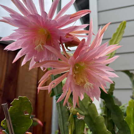 Pink Plumes Epiphyllum (rare) live cuttings