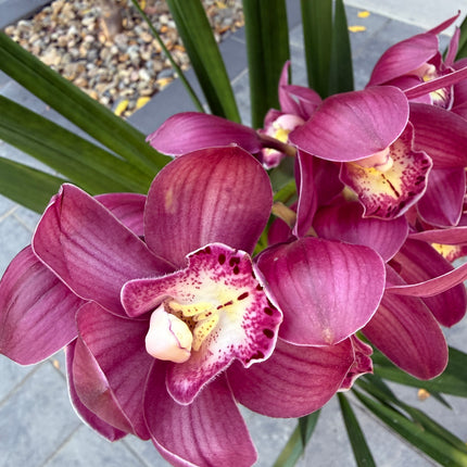 Cymbidium Burgundy (Boat Orchid)