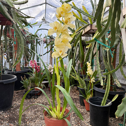 Cymbidium Foxfire Mini Pharaoh 'Malcome' cross hybrid live plant