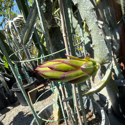 Ocamponis cristal dragon fruit live cutting (12")