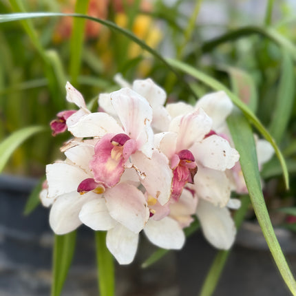 Cymbidium Barrita Sanguine “Pale Pink” live plant