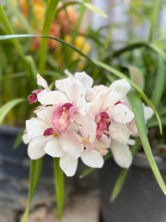 Cymbidium Barrita Sanguine “Pale Pink” live plant