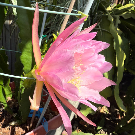 Princess De Monaco Epiphyllum live cuttings
