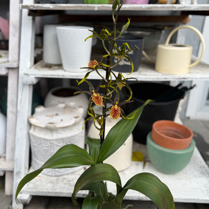 Dancing-lady orchid (Odontocidium Wildcat) live plant