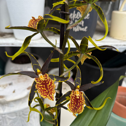Dancing-lady orchid (Odontocidium Wildcat) live plant
