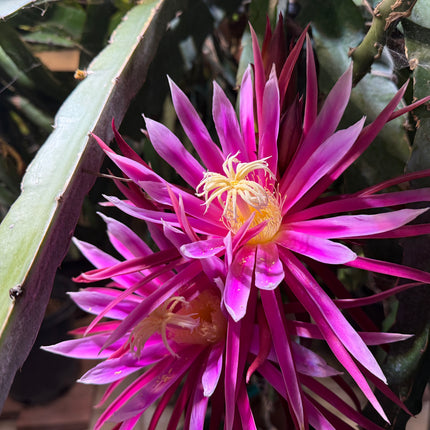 Bruni Dragon Fruit live cuttings 12"