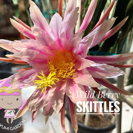 Wild Berry Skittles Dragon Fruit 🌵🍓