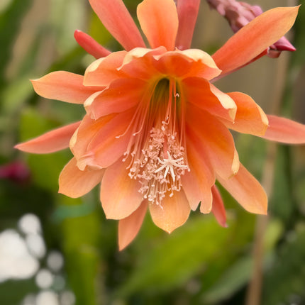 Epiphyllum “Masada”, “Padre” & Zeus-XL rare cuttings 12"
