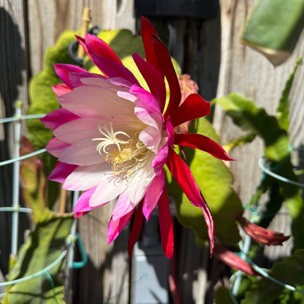 Rare Clown Epiphyllum live cuttings
