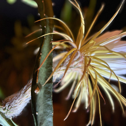 Princess of the Night cactus live cuttings (12”)