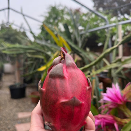Kraken (Erongka- Purple Ocamponis) dragon fruit live cuttings 12”