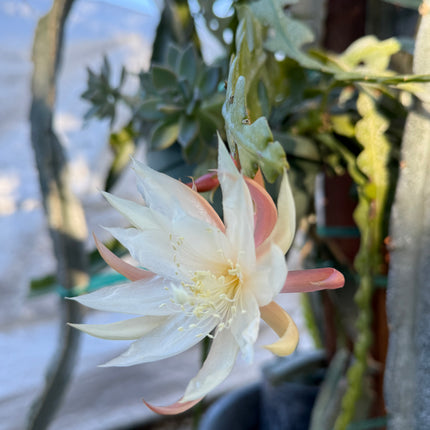 Fishbone cactus (Epiphyllum anguliger) white flower cutting