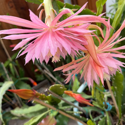 Pink Plumes Epiphyllum (rare) live cuttings