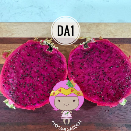 DA-1 Dragon Fruit