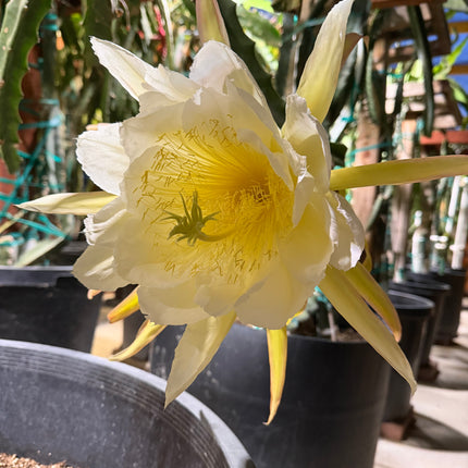 🌵 Desert King