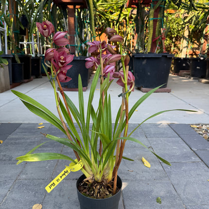 Hybrid 12 Red Cymbidium Orchid with 3 spikes of flowers