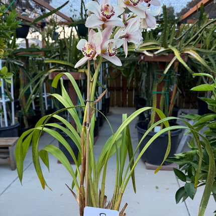 Cymbidium Sale