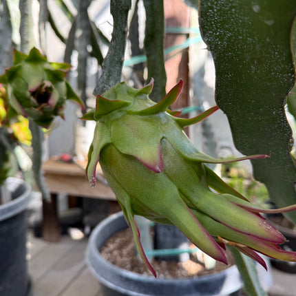 Ocamponis cristal dragon fruit live cutting (12")