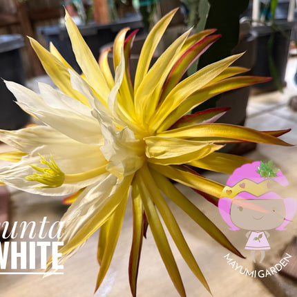 Asunta 5 White