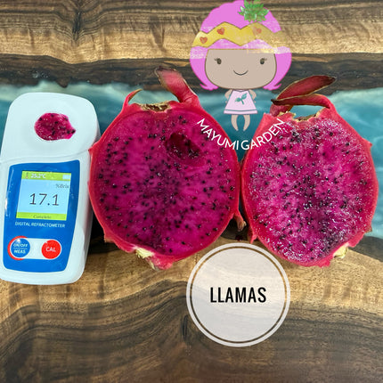 Llamas