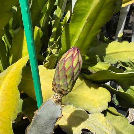 Red Ocamponis Dragon Fruit Cutting