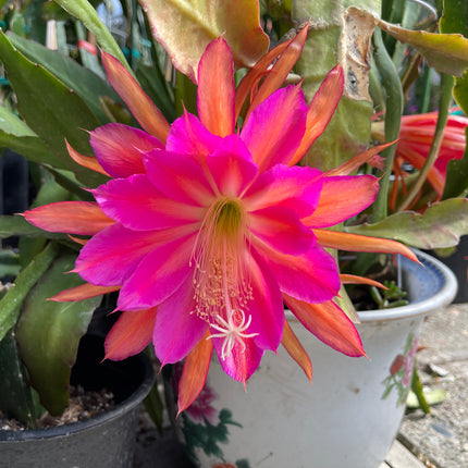 Jeffrey Kida Epiphyllum