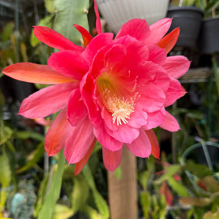American Sweetheart Rare Epiphyllum live cutting