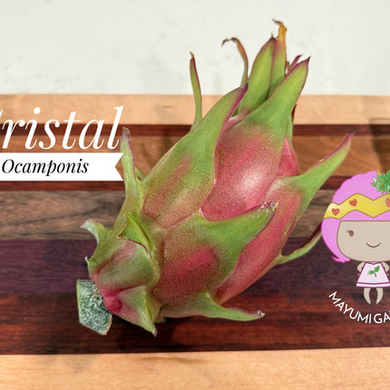 Ocamponis cristal dragon fruit live cutting (12")