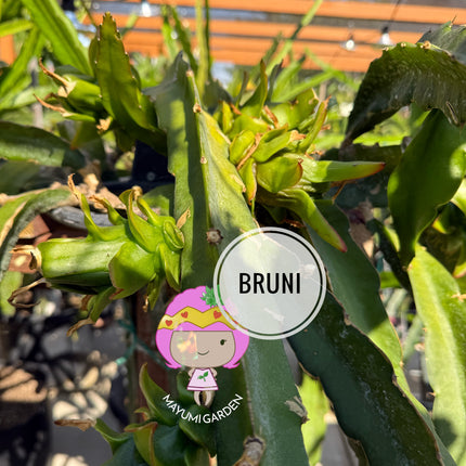 Bruni Dragon