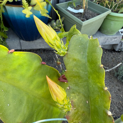 Princess De Monaco Epiphyllum live cuttings