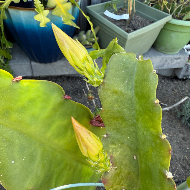 Princess De Monaco Epiphyllum live cuttings