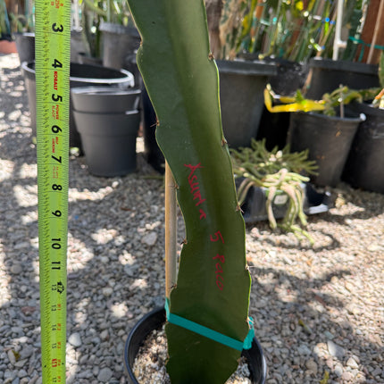 Asunta 5 Paco Dragon Fruit rooted plant (18-20” Tall)
