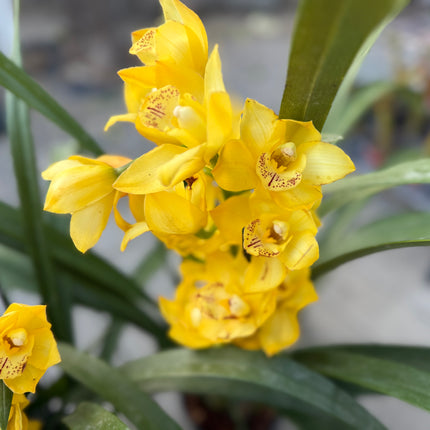 Cymbidium Gold Orchid (yellow boat orchid) live plant