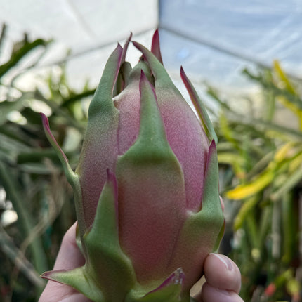 Ocamponis cristal dragon fruit live cutting (12")