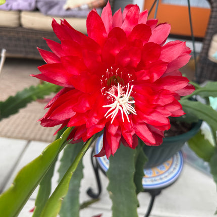 Kiwi Playboy Epiphyllum (rare) live cutting