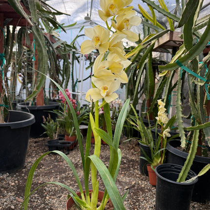 Cymbidium Foxfire Mini Pharaoh 'Malcome' cross hybrid live plant