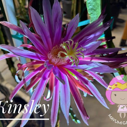 Kinsley Dragon Fruit Cutting