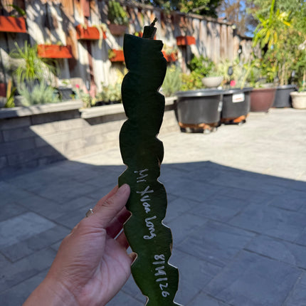 Mi Xuan Long 🔥 grafted plant