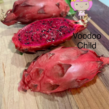 Voodoo Child dragon fruit live cuttings and rooted plants