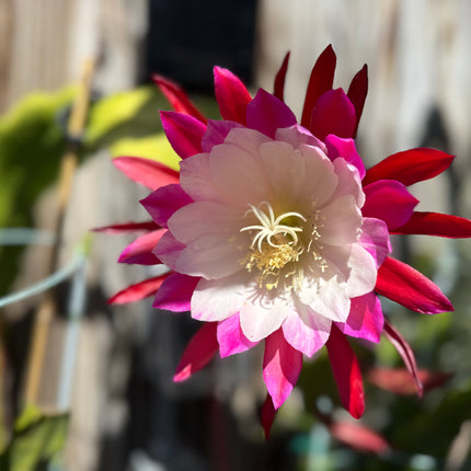 Rare Clown Epiphyllum live cuttings