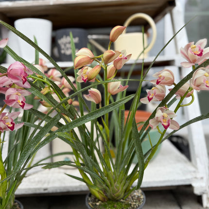Cymbidium Baby Pink (Boat orchid) live plants