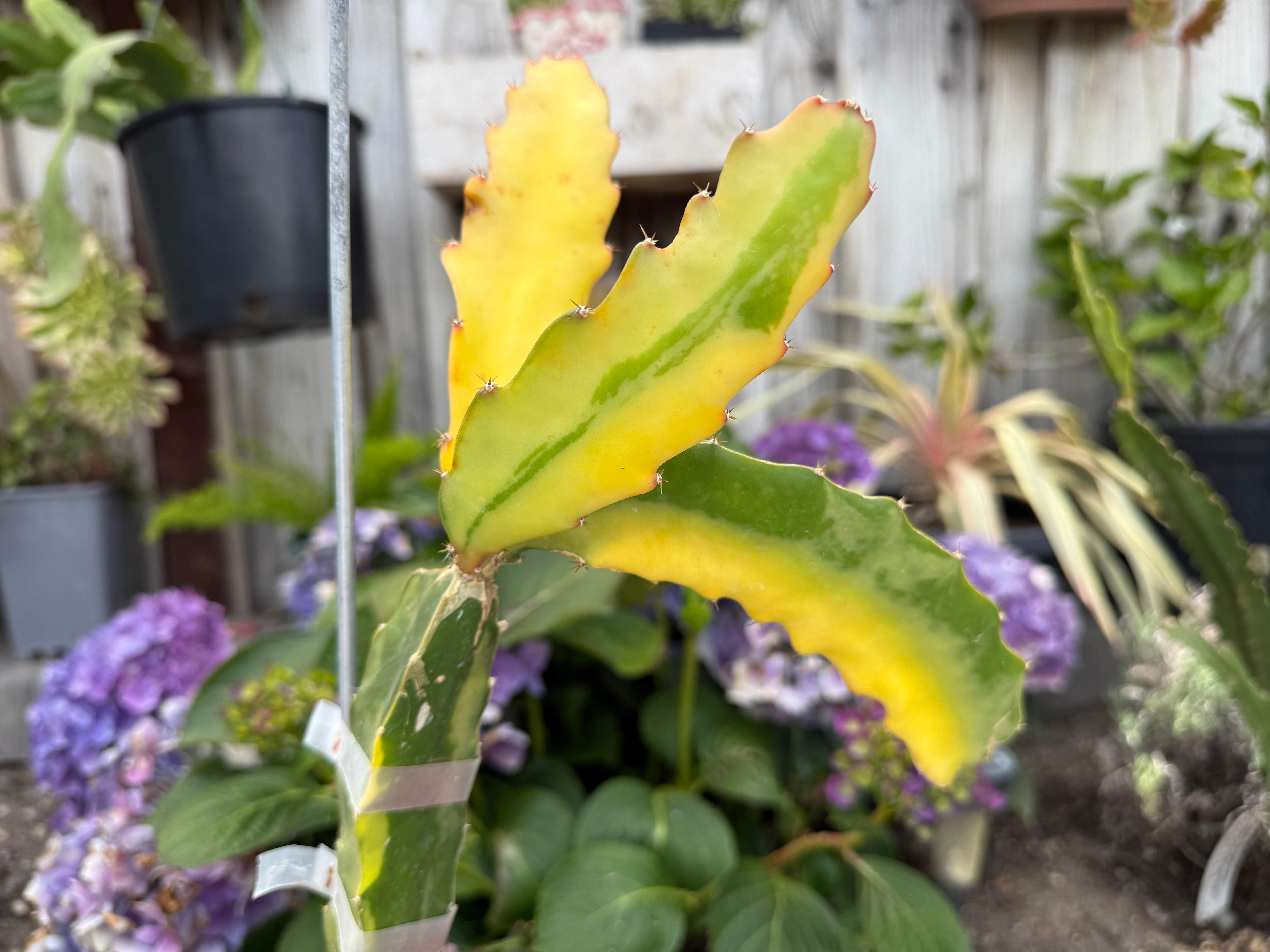 Worth Variegated Dragon Fruit rooted plant – Mayumi Garden